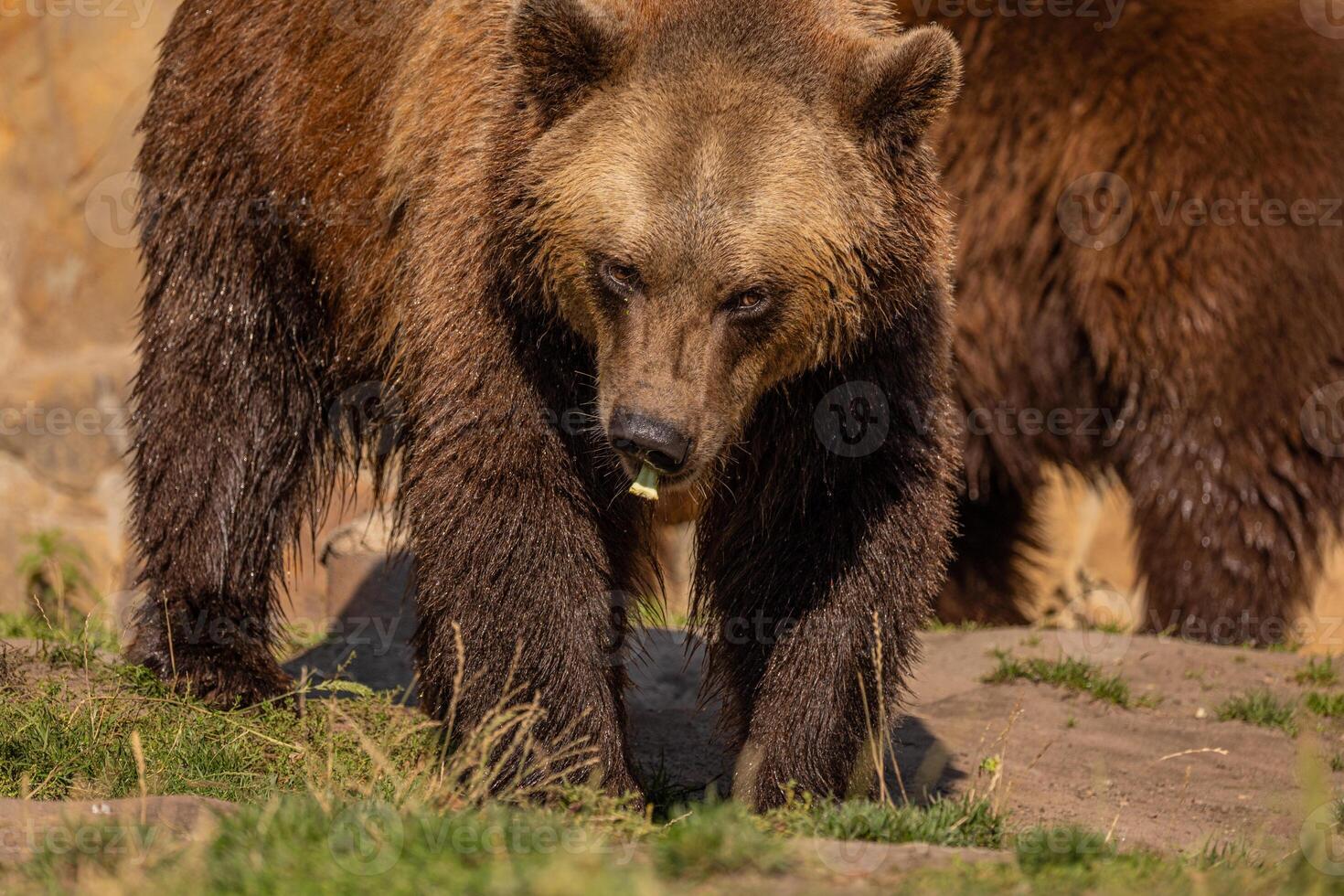 Brown Bear majestic, big powerful mammals photo