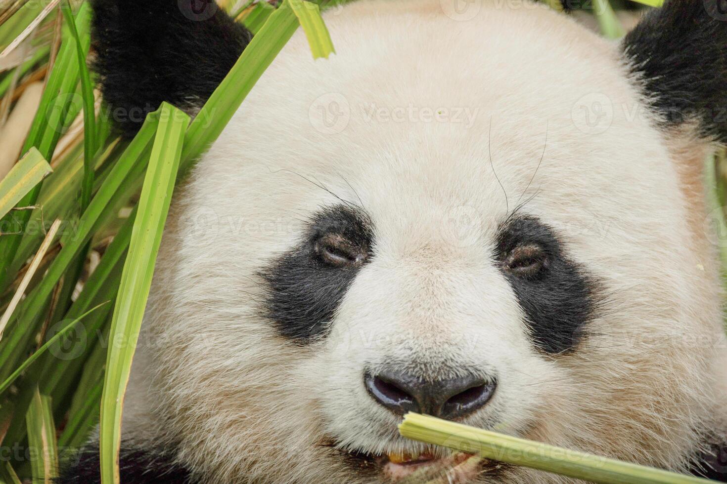 giant black and white panda is eating bamboo. Large animal closeup photo