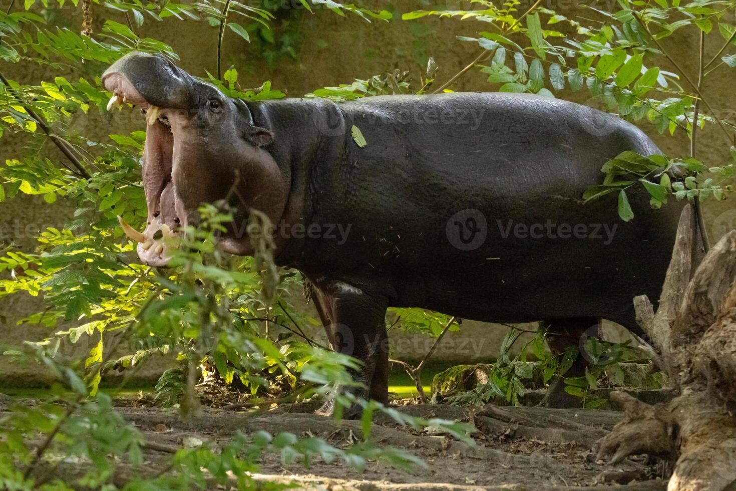Pygmy hippopotamus Choeropsis liberiensis photo