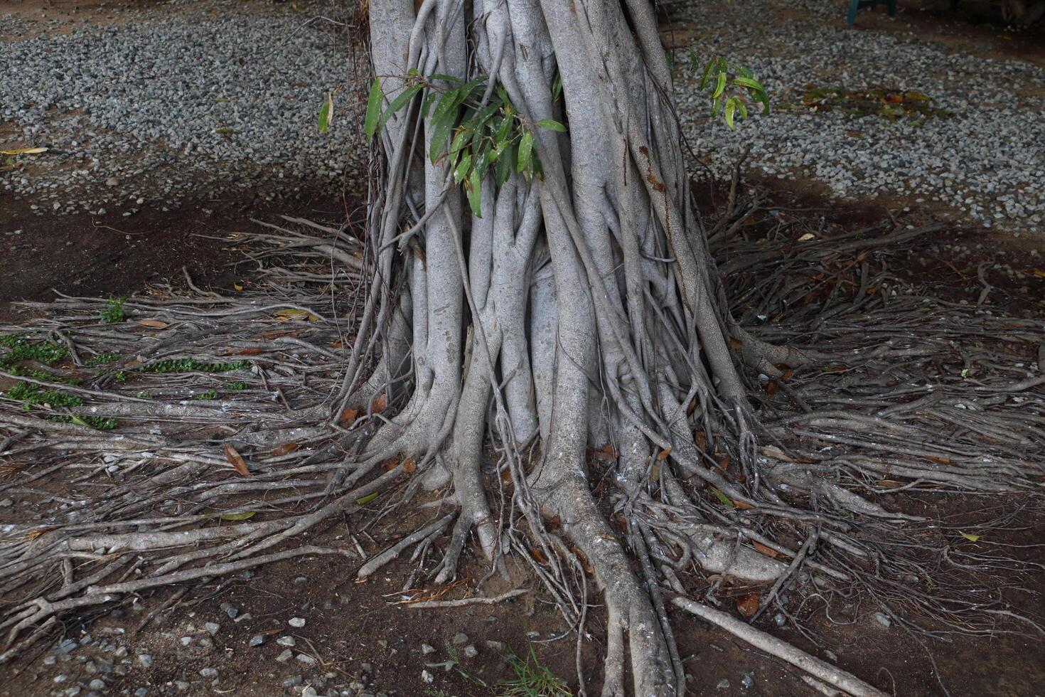Gray bark trunk of banyan tree and root expanding on ground. photo