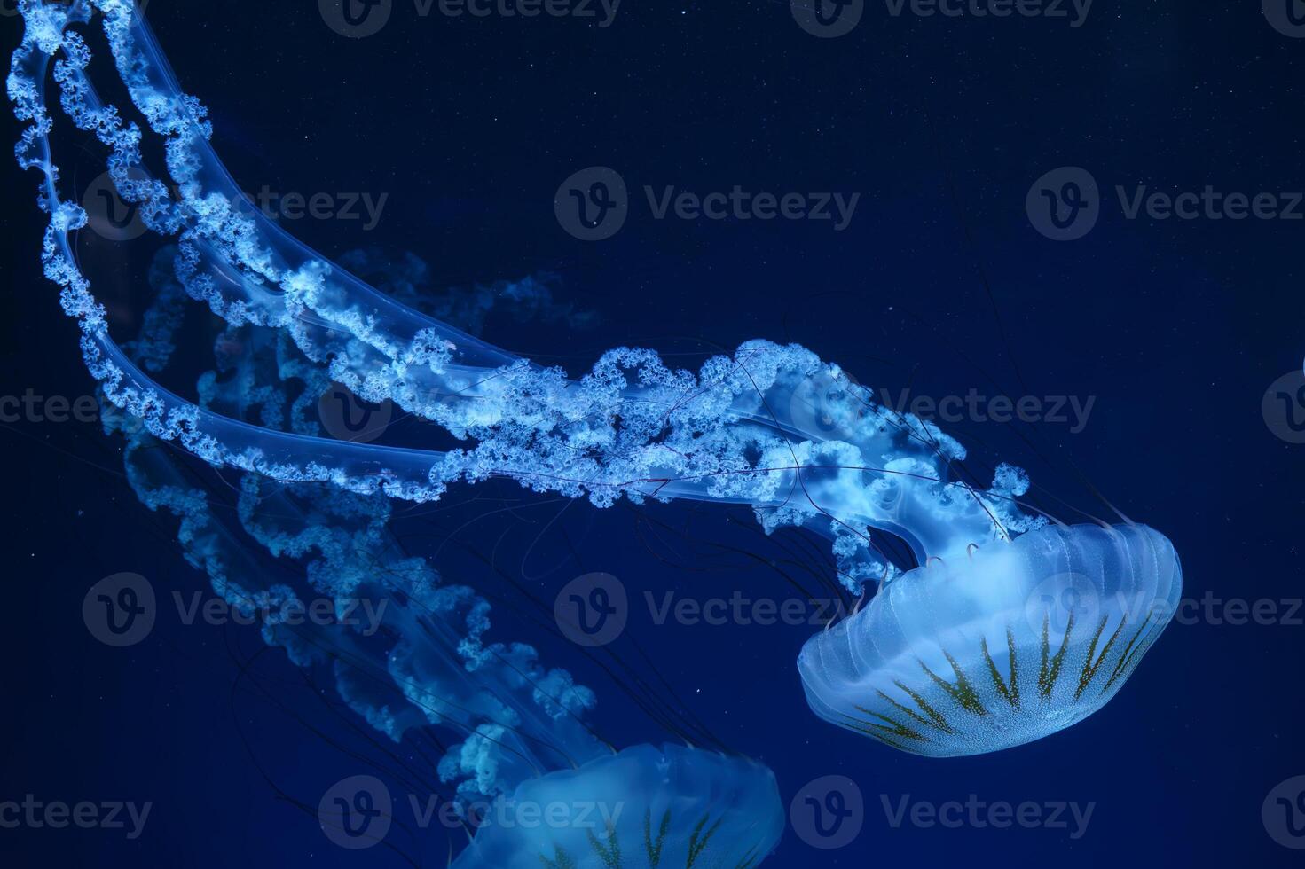 Group of Jellifish South american sea nettle, Chrysaora plocamia swimming in dark water of aquarium photo