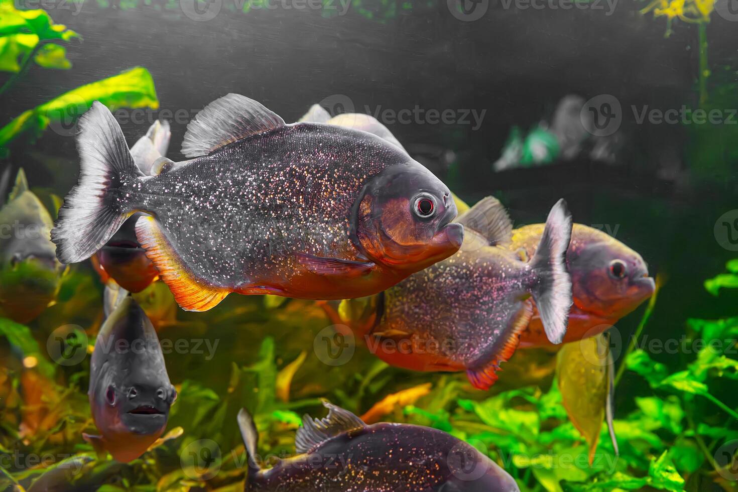 Piranha, Pygocentrus nattereri swimming in aquarium pool with green seaweed. photo