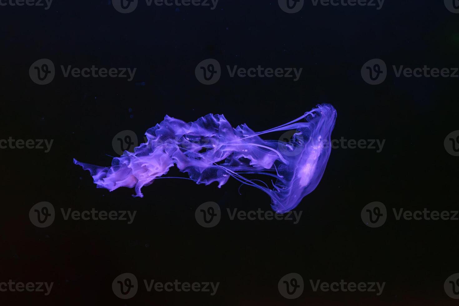 Black sea nettle, Chrysaora achlyos swimming in dark water of aquarium tank photo