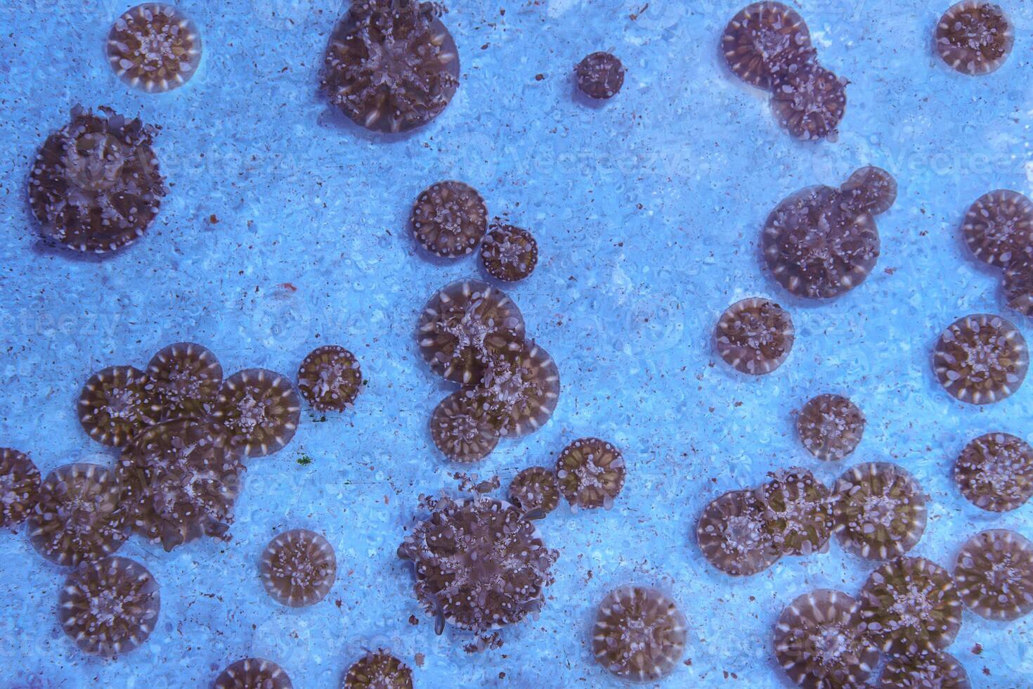 Group of upside down jellyfish, Cassiopea Andromeda in marine aquarium pool. photo