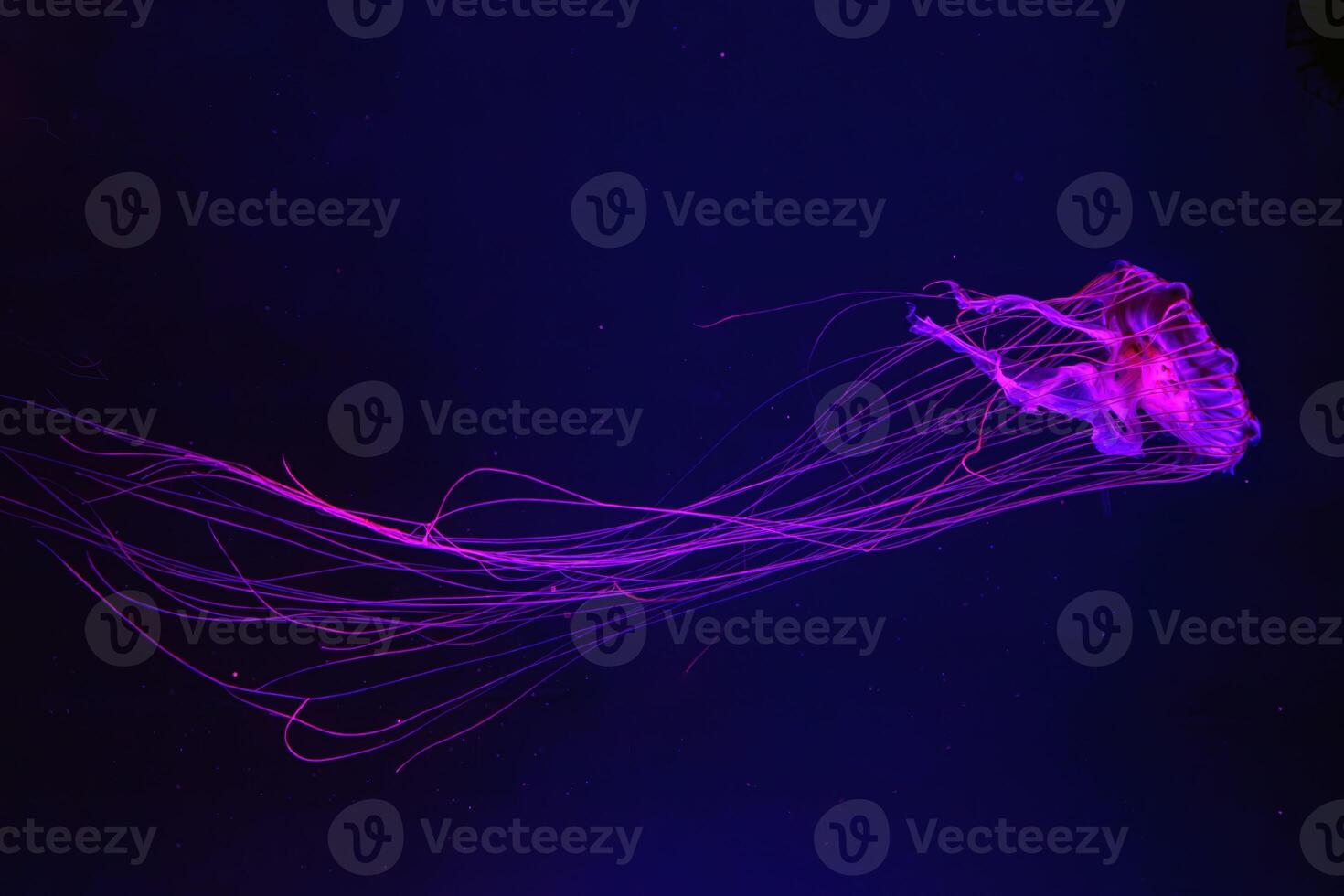 Group of Atlantic sea nettle jellyfish floating in illuminated aquarium photo