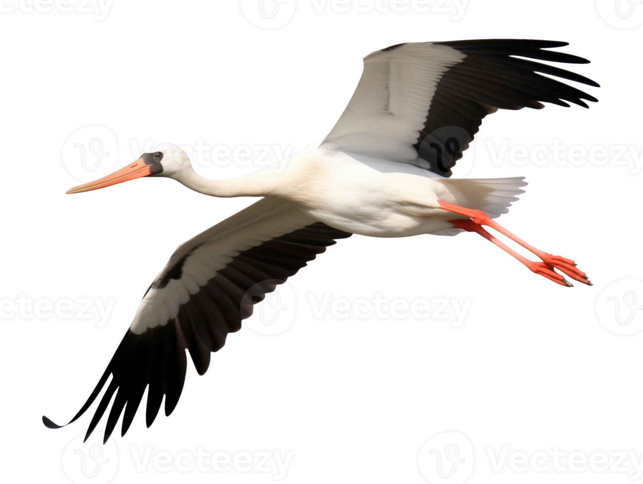 Flying Stork Isolated on Transparent Background png