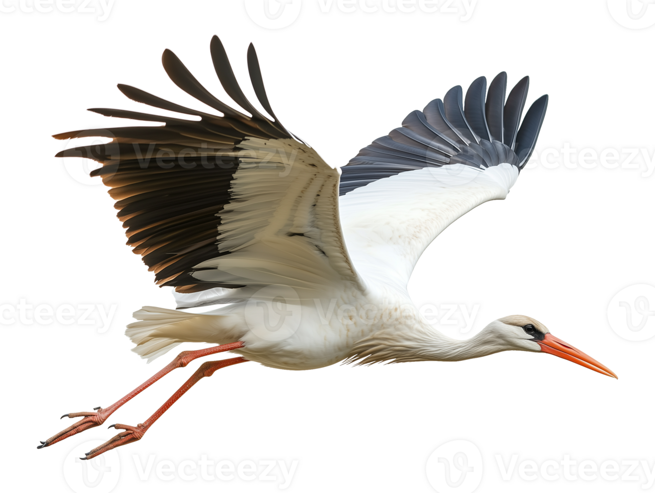 Stork Flying Isolated on Transparent Background png