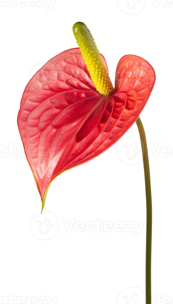 Anthurium Flower Isolated on Transparent Background png