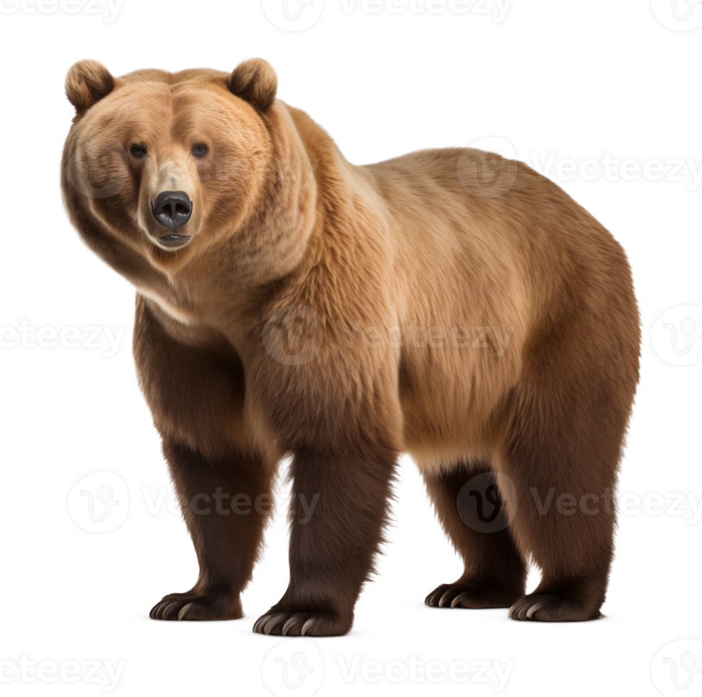 Bear Isolated on Transparent Background png