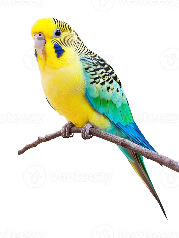 Parakeet Isolated on Transparent Background png