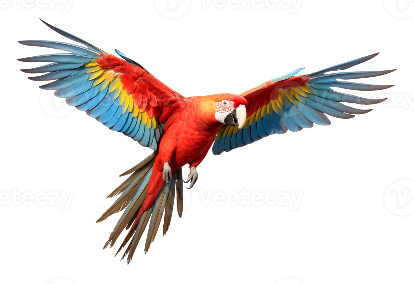 Parrot Bird Flying Isolated on Transparent Background png