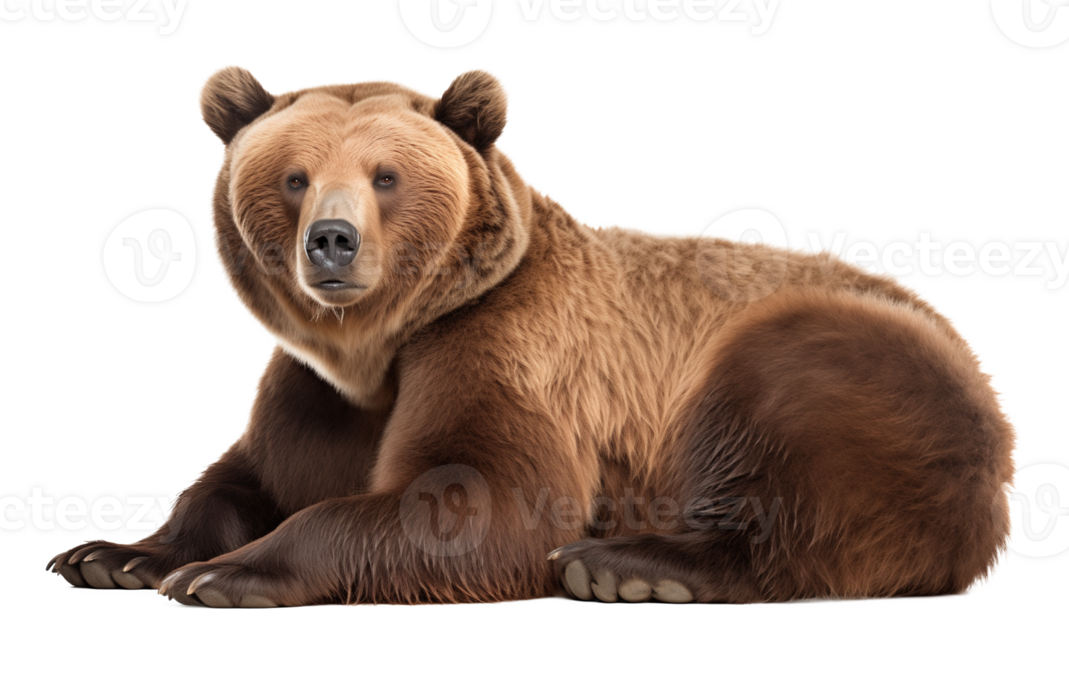 Bear Resting Isolated on Transparent Background png