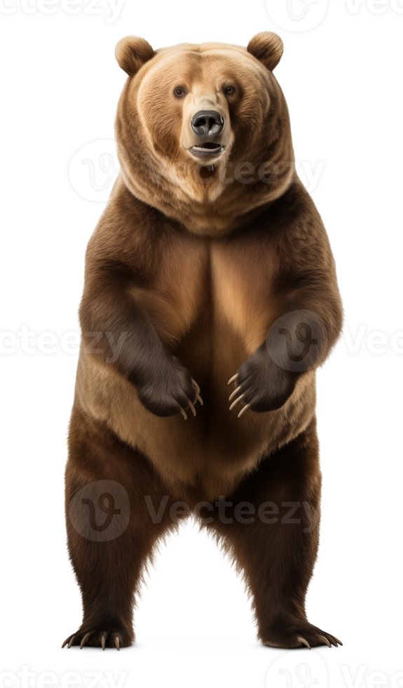 Bear Stand Up Isolated on Transparent Background png