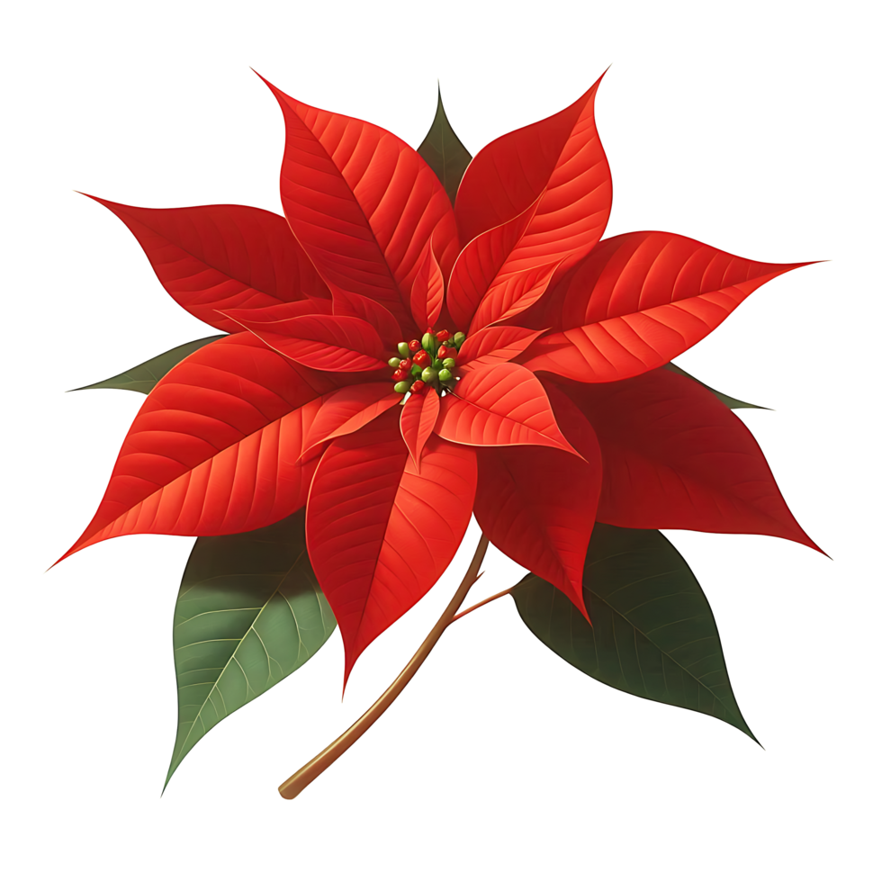Christmas Poinsettia Red Flower With branch and green leaves png
