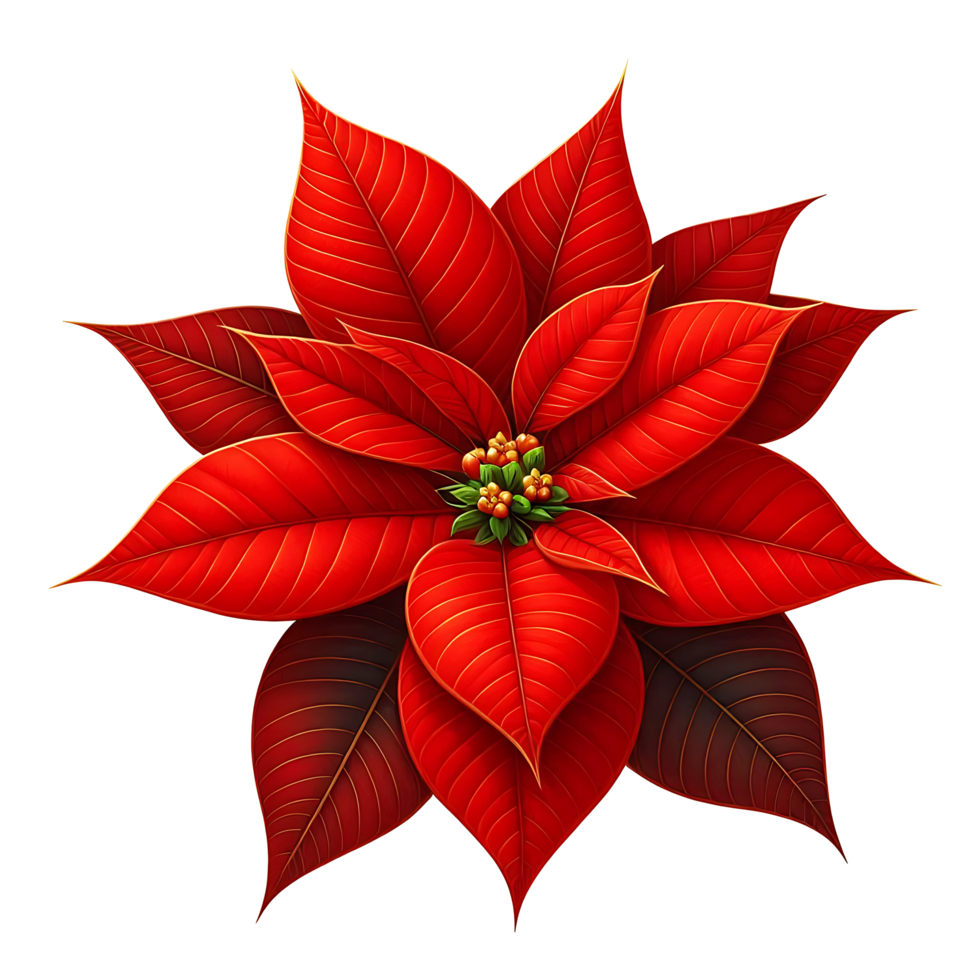 Christmas Poinsettia Flower Red Color png