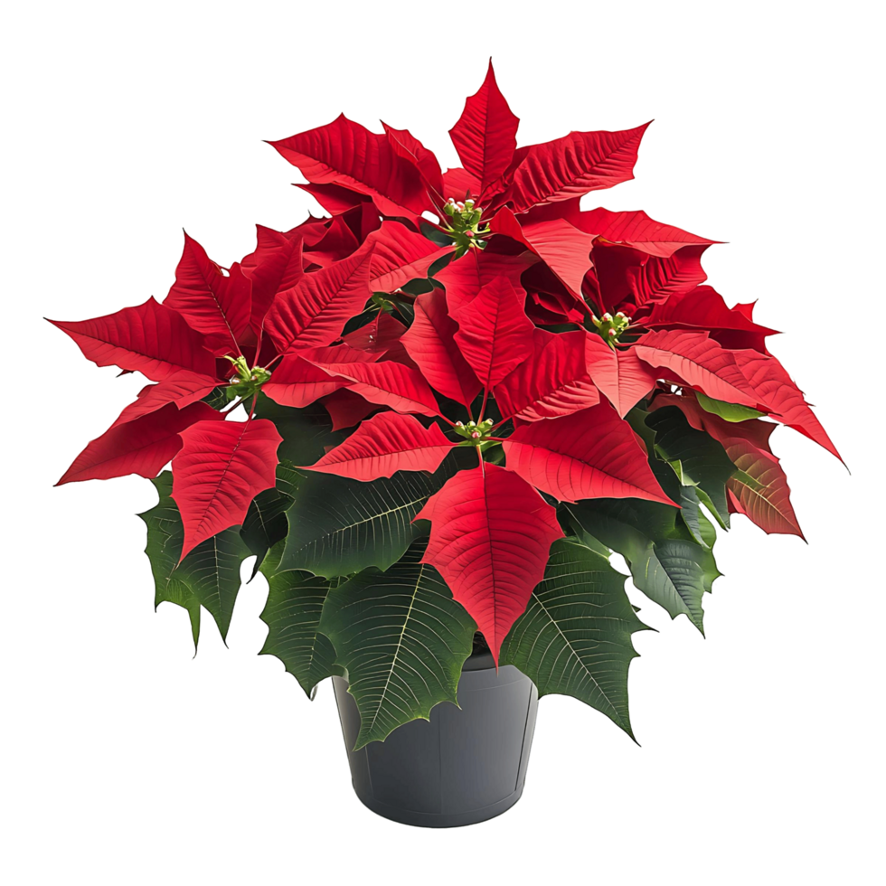 A bunch of red poinsettias isolated on transparent background png