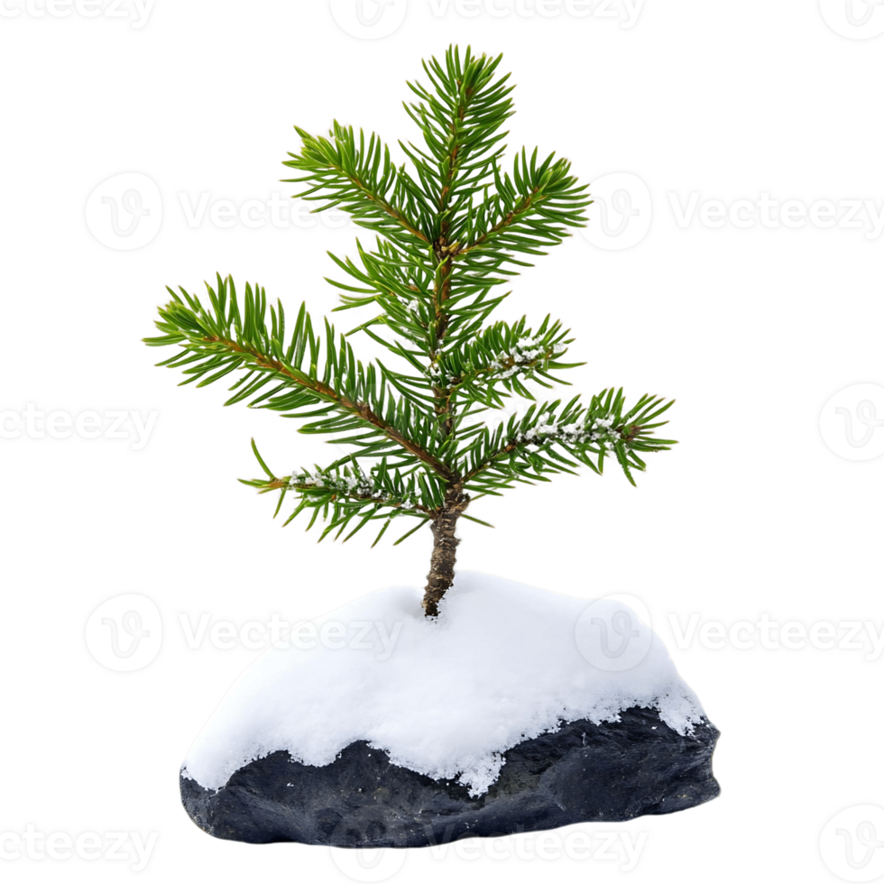 A small pine tree is standing on a snowy hill isolated on a transparent background png