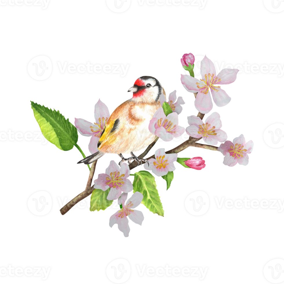 Goldfinch sitting on an apple tree branch. Blooming tree with a bird. clipart. Hand-drawn watercolor png