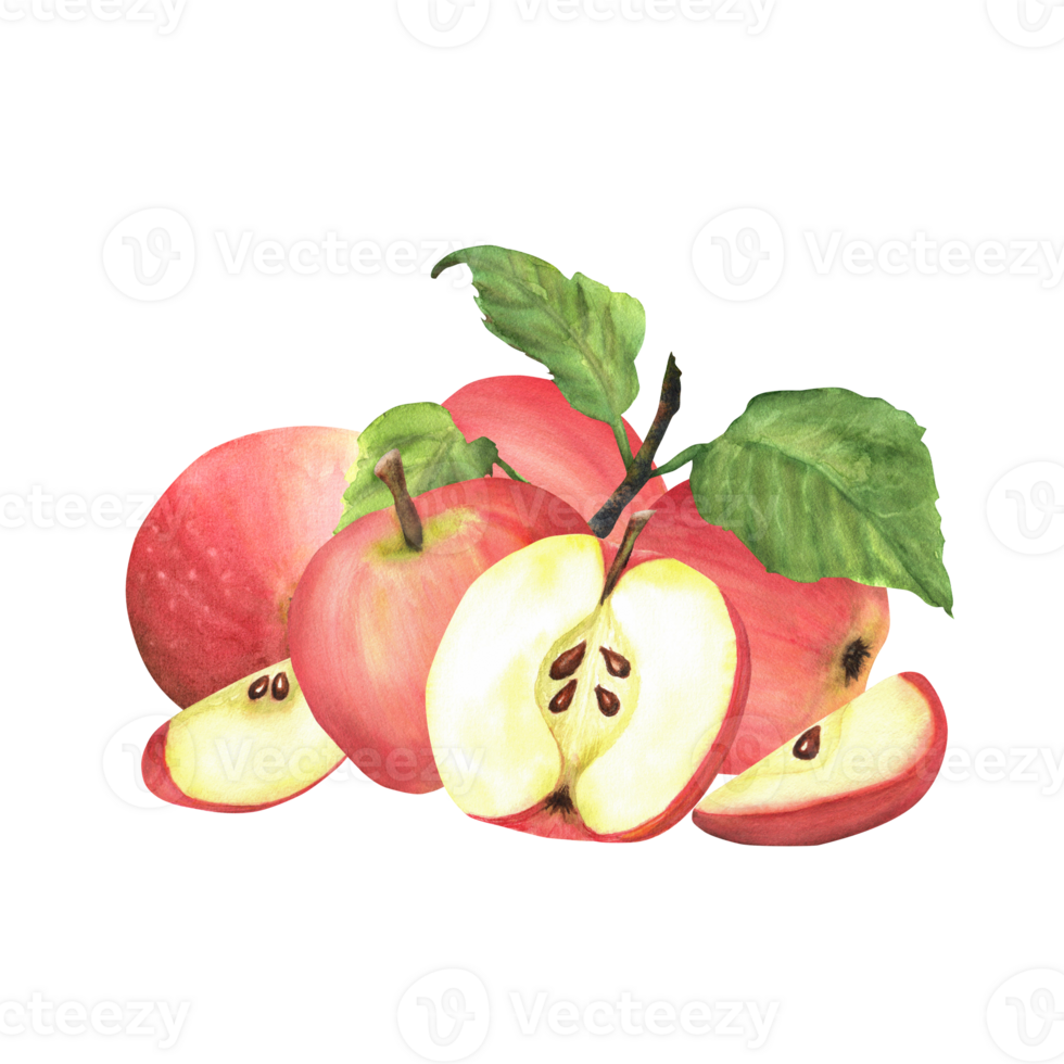 Fresh red apples with green leaves, a halved apple and slices. Garden fruit. Hand-drawn watercolor png