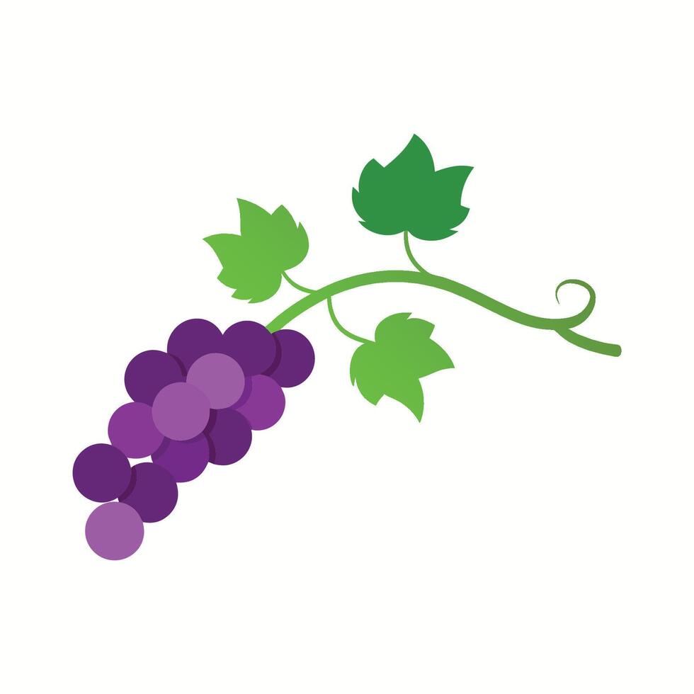 Fresh Purple Grapes with Green Leaves vector