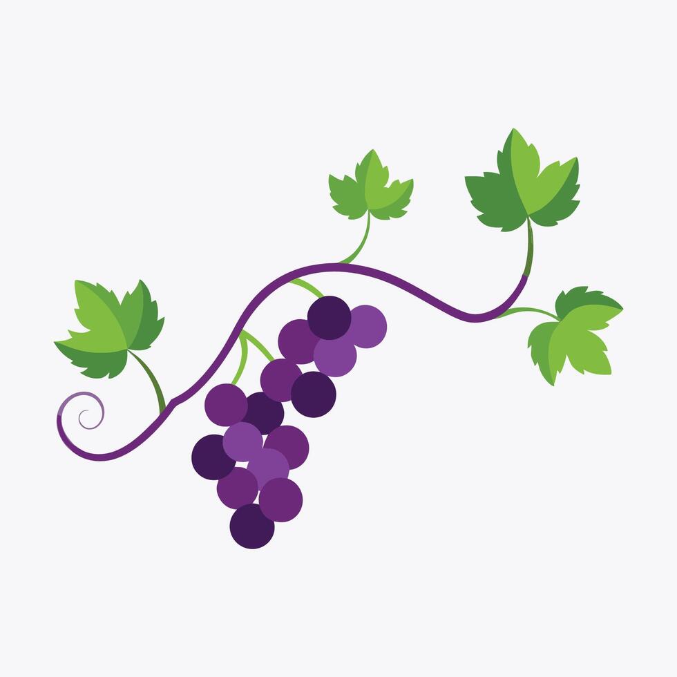 Vibrant Grapes Nestled Among Green Leaves vector