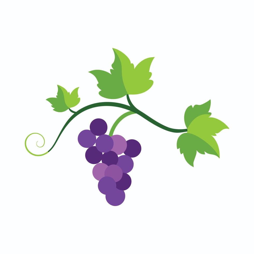 Juicy Grapes with Lively Green Foliage vector