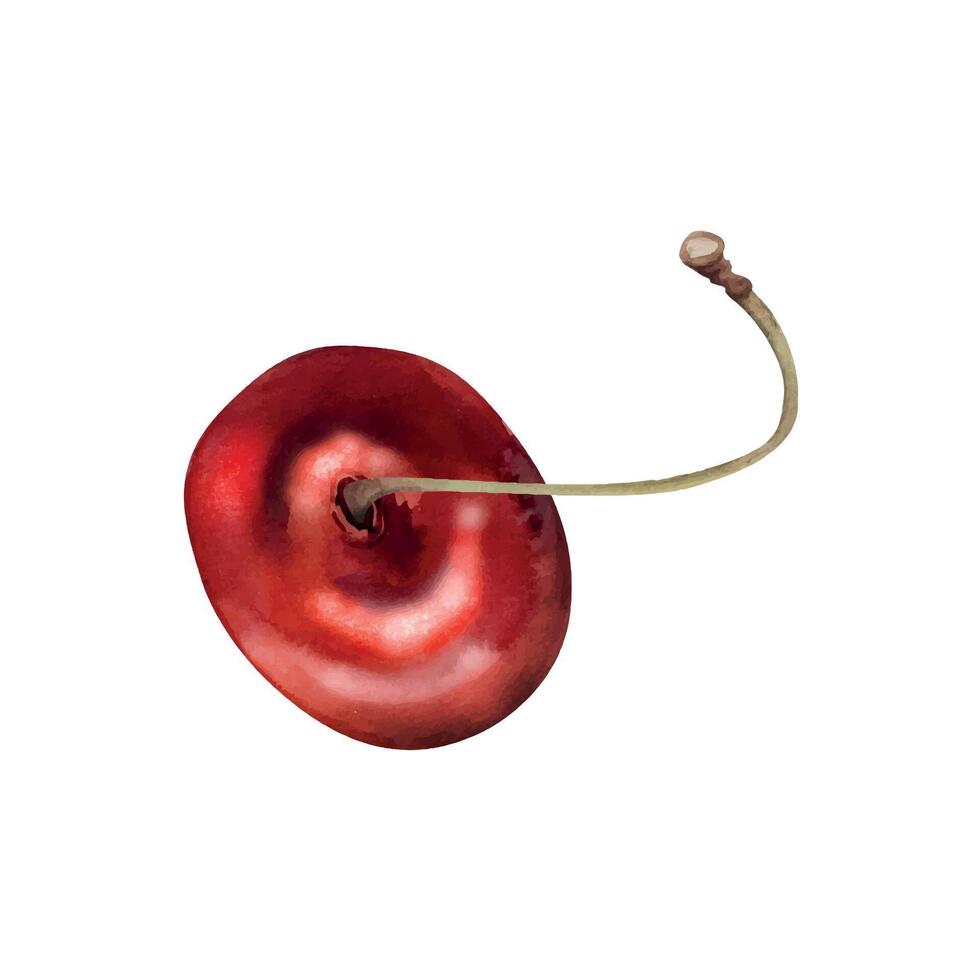 Sweet sour red cherry berries on stems, hand drawn in watercolor, scattered ripe cerise drupes. Composition illustration isolated on white. For cafe dessert menu, restaurant, wedding, farmers market vector
