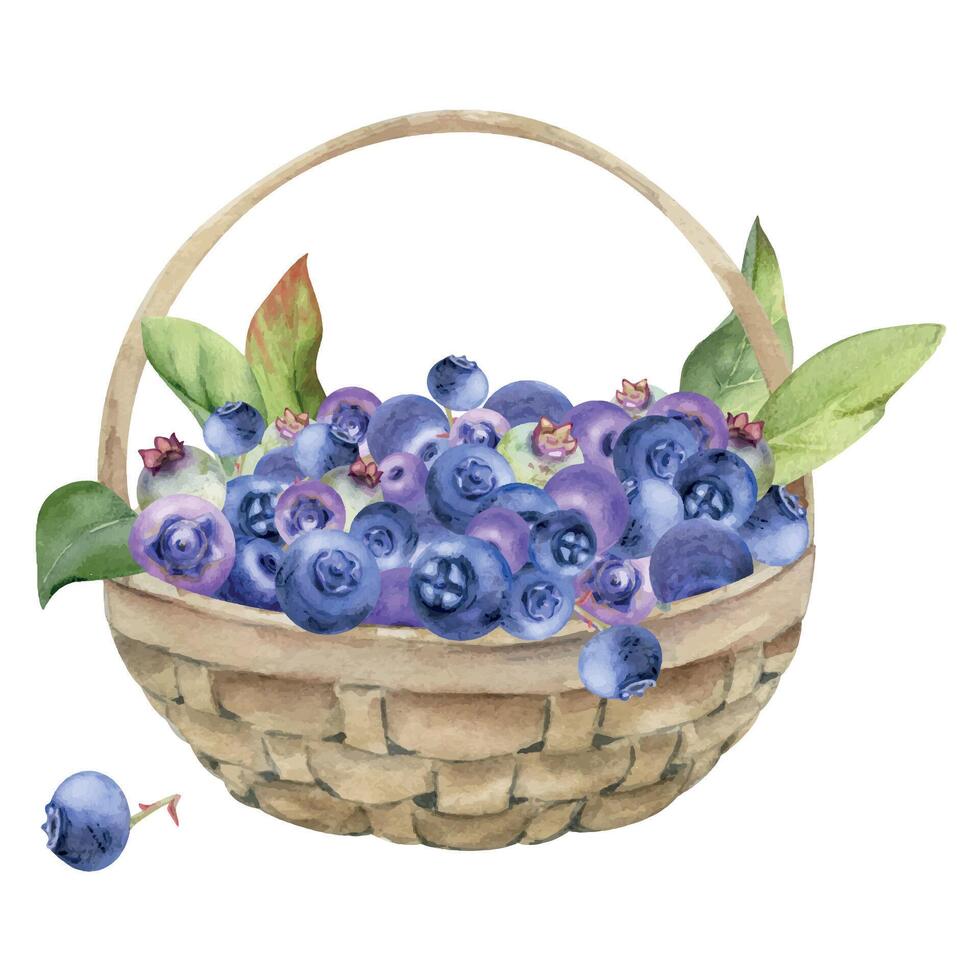 Blueberry blackberry with leaves in weaved basket, hand drawn in watercolor, heap of ripe picked forest berry harvest. Isolated illustration for restaurant, cafe menu, recipe book, farmers market vector