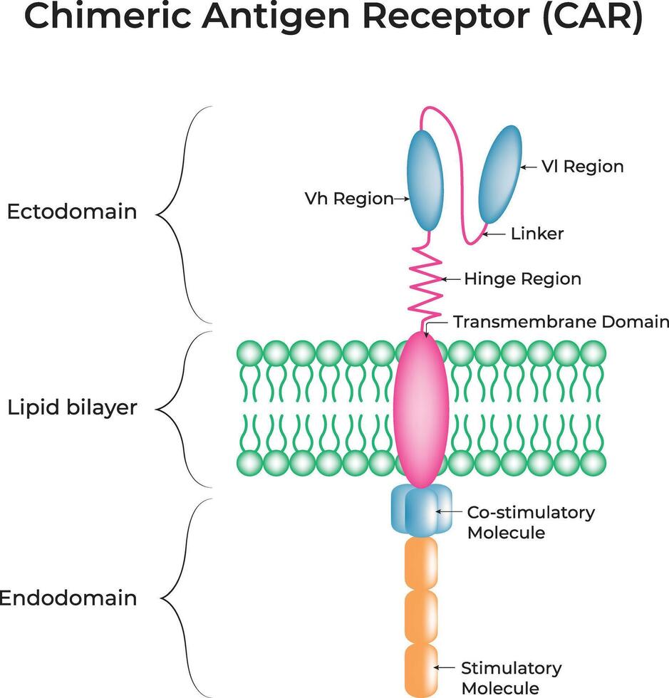 Chimeric Antigen Receptor Illustration vector