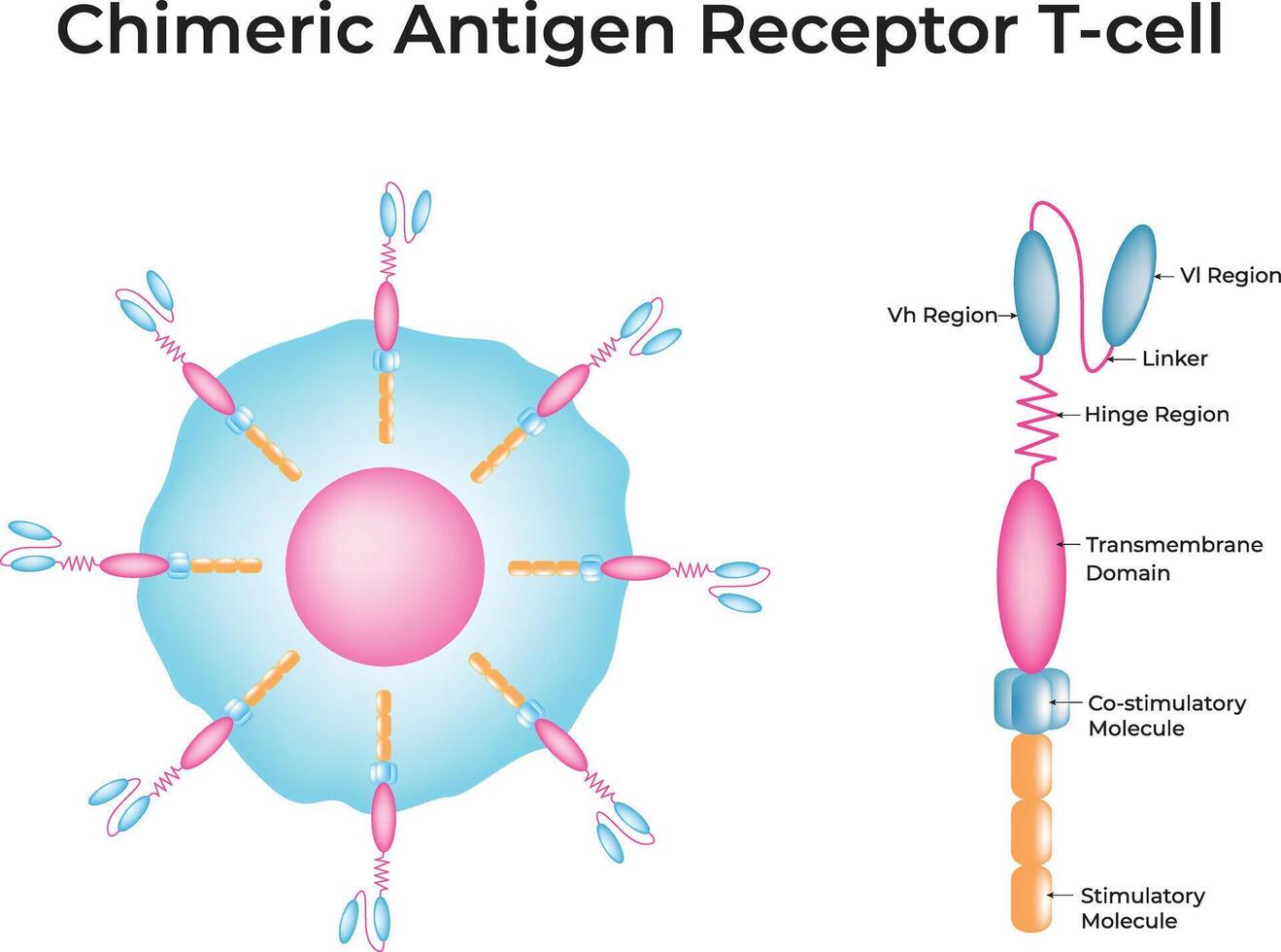 Chimeric Antigen Receptor T-cell Illustration vector