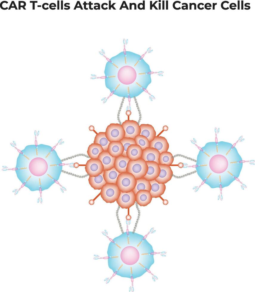 CAR T-cells attack and Kill Cancer Cells Illustration vector