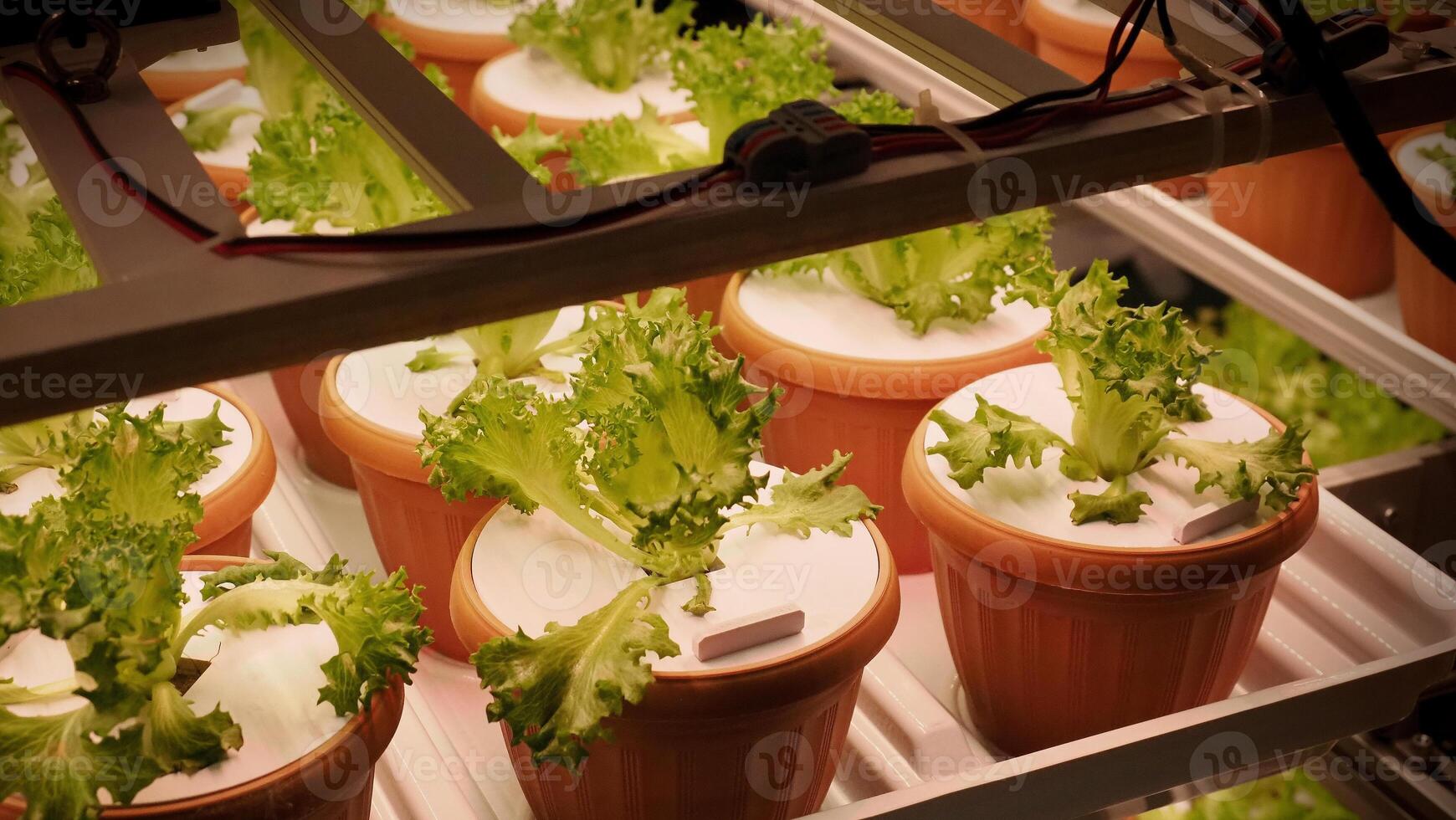 Indoor farm Hydroponic plants growing under LED lights and electric fan to reduce CO2 emission. Indoor vertical farm or vegetable farming that use new technology of seeding plants on vertical stack. photo