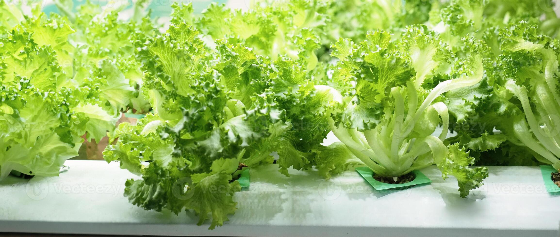 Indoor vertical farm or modern vegetable farming that use new technology of seeding plants on vertical stack. Indoor farm Hydroponic plants growing under LED lights to reduce CO2 emission. QC passed. photo