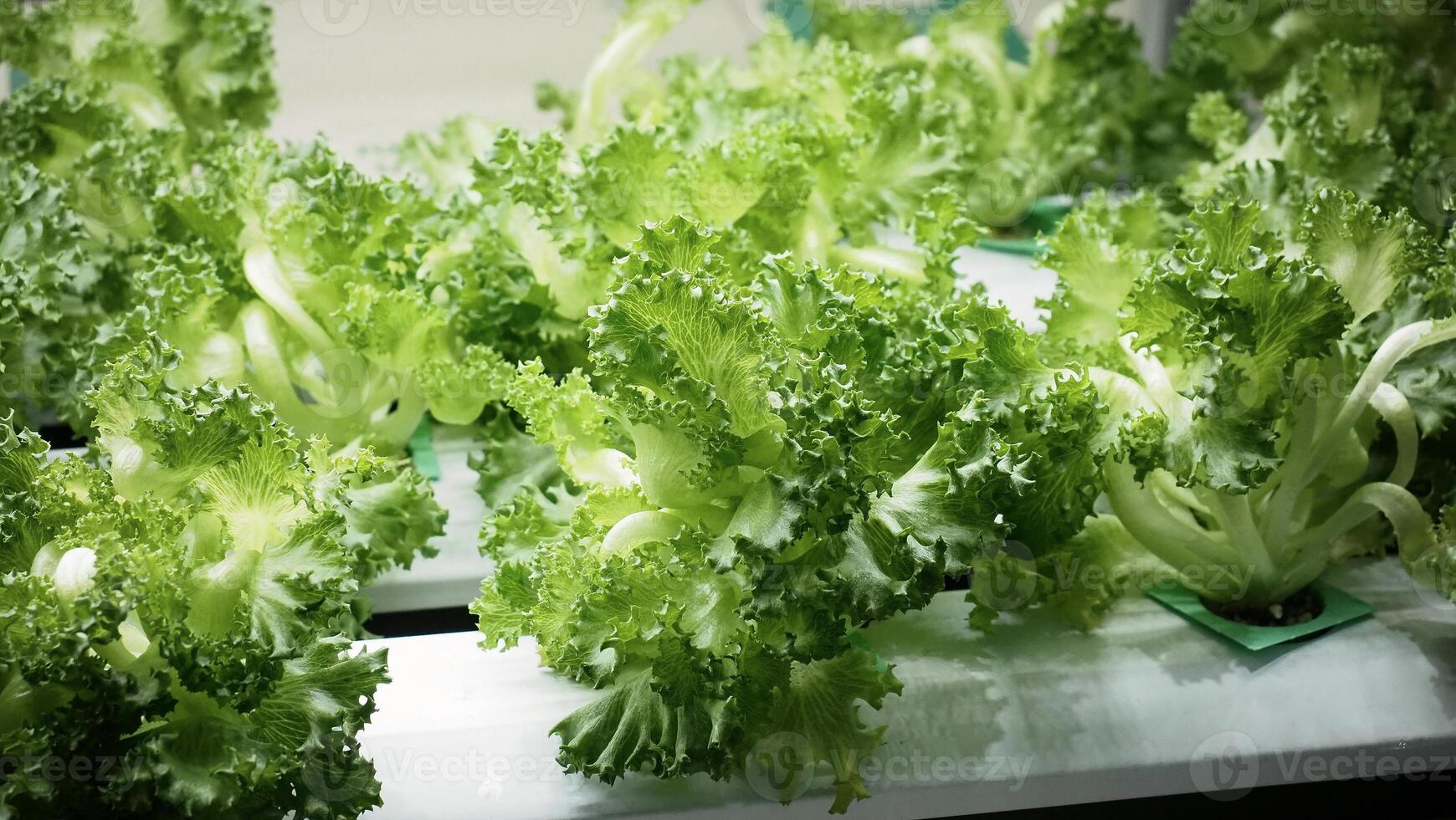 Indoor vertical farm or modern vegetable farming that use new technology of seeding plants on vertical stack. Indoor farm Hydroponic plants growing under LED lights to reduce CO2 emission. QC passed. photo