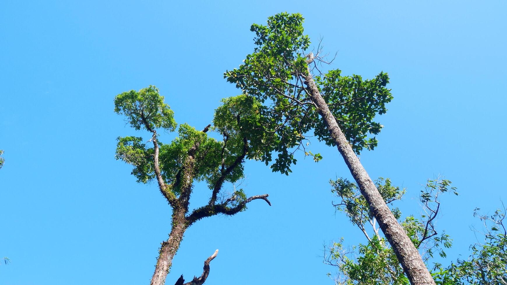 Two tall trees leaning their tops toward each other, standing majestically under the vivid blue sky photo