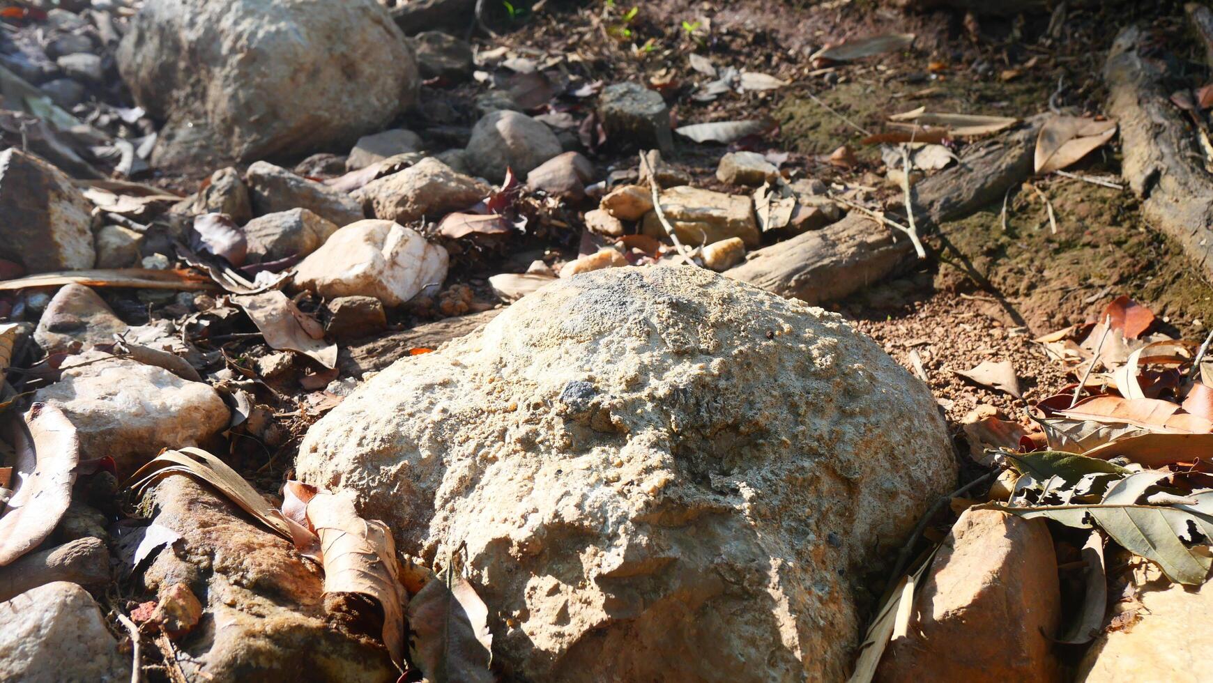 Close-Up of Rocks and Dry Leaves in Nature photo