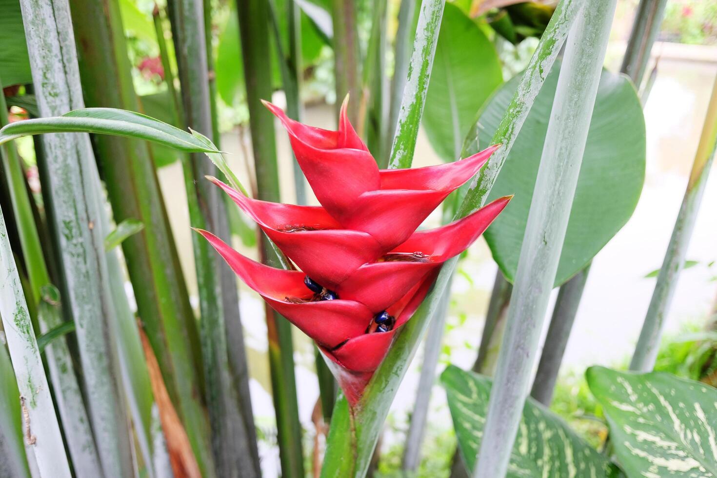 Blooming red Heliconia caribaea or bird of paradise flower in tropical garden photo