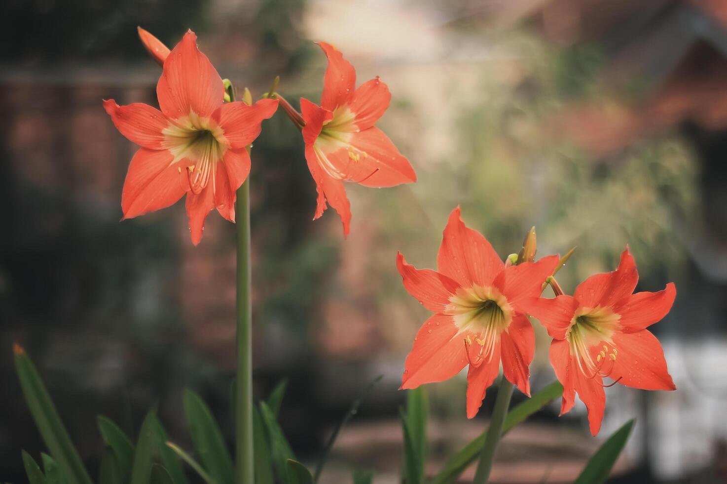 amaryllis have latin named hippeastrum amaryllis. amaryllis flower from amaryllidaceae family. amaryllis flower have many color. this plant grow in the garden photo