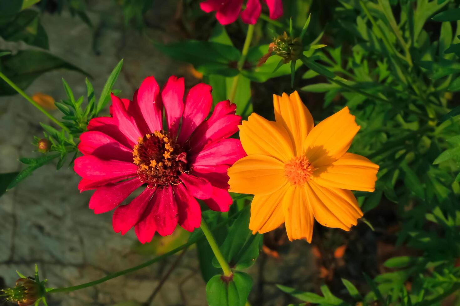 pink zinnia flower blooms in the garden.pink zinnia flower have latin named zinnia elegans. pink zinnia elegans flower from asteraceae family photo