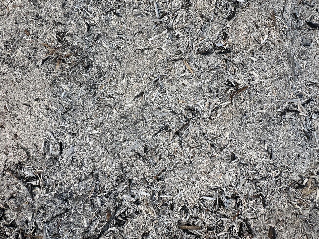 A Portrait of Drought photo