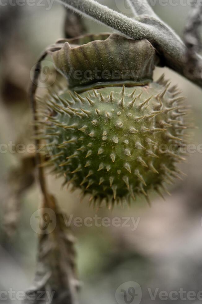 a close up of a green fruit on a tree photo