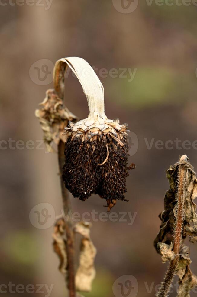 a dried plant with a dead flower on it photo