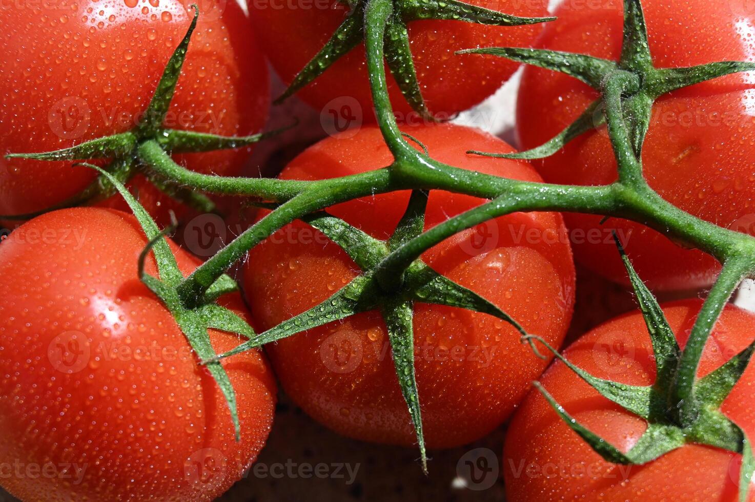 tomatoes are shown on a stem with green leaves photo