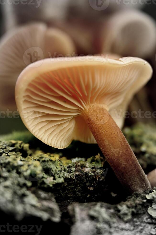 a mushroom is growing on a rock photo