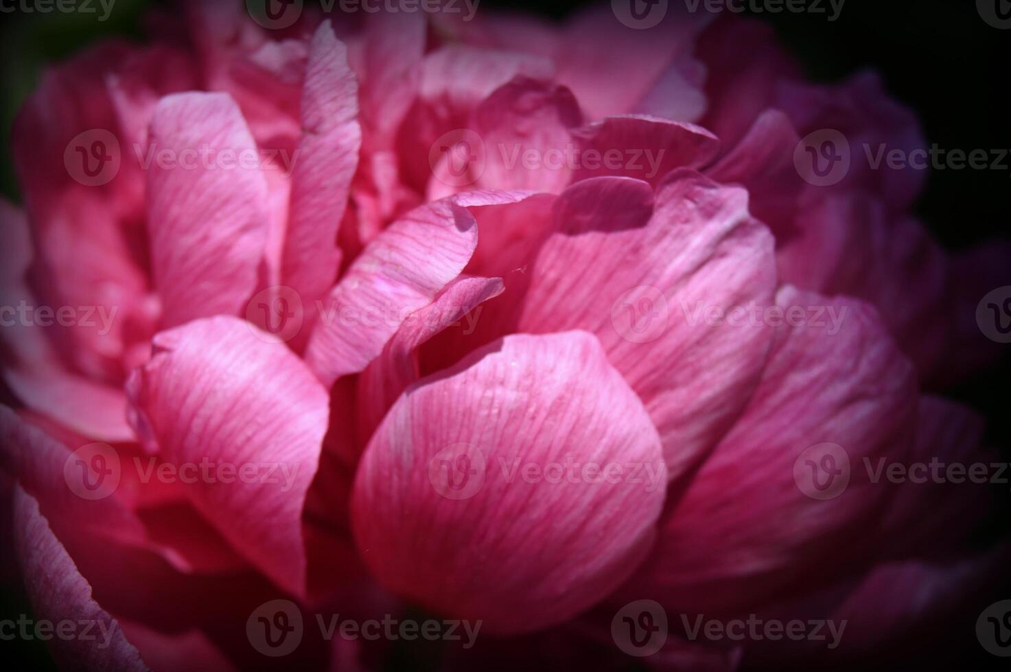 a close up of a pink flower with a dark background photo