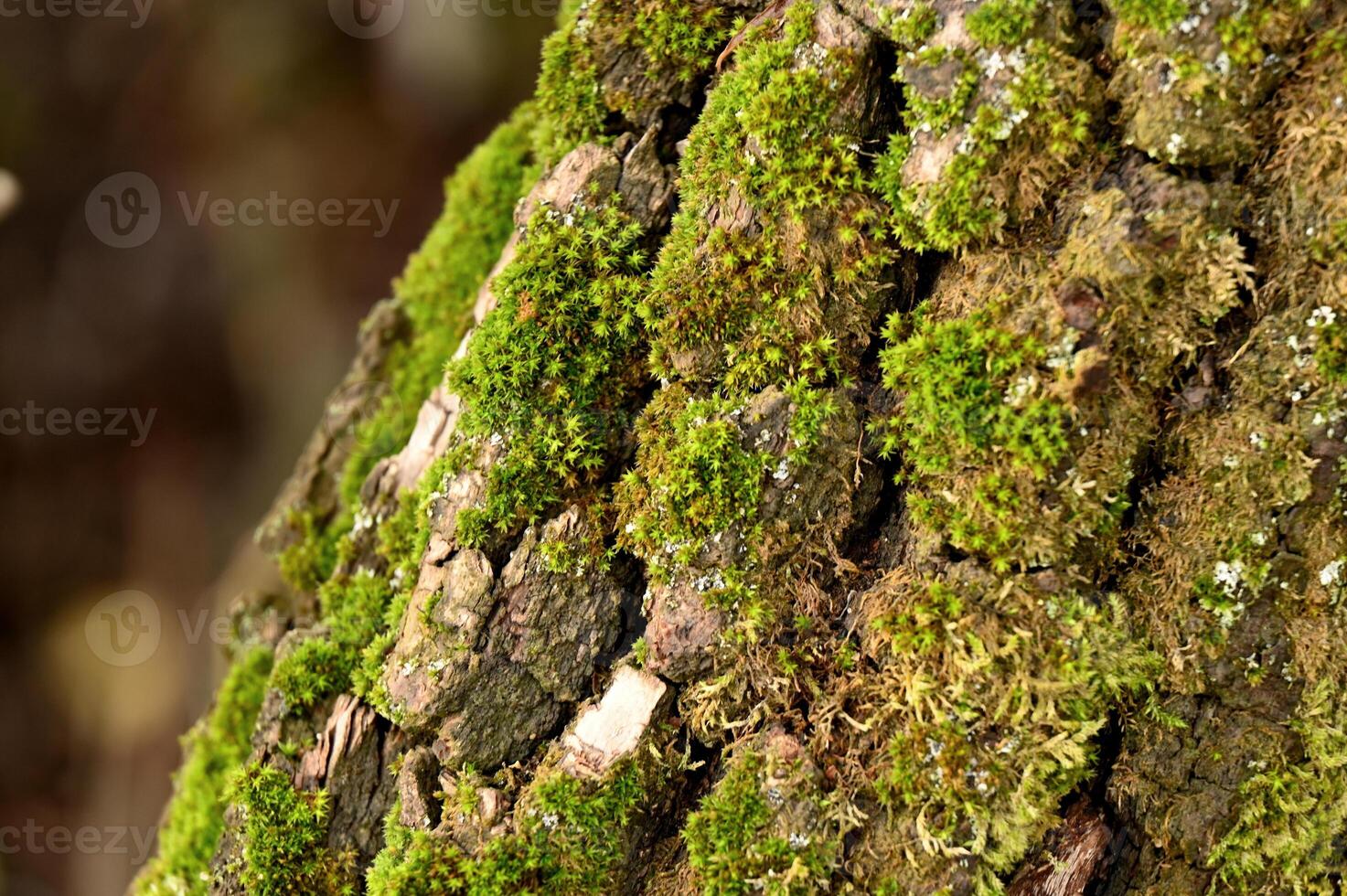 moss on a tree trunk photo
