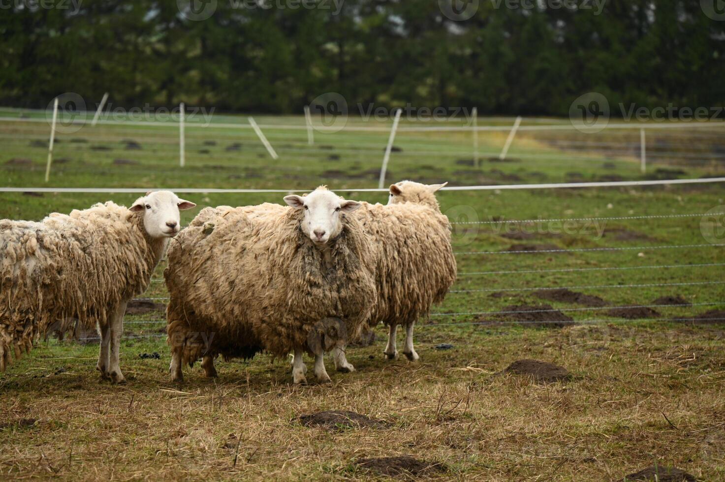 three sheep standing in a fenced in area photo
