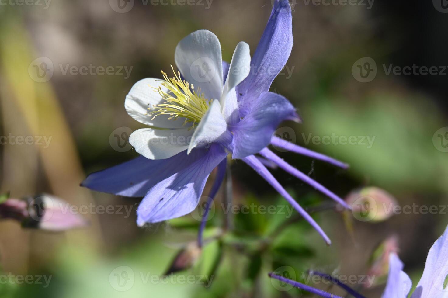 a close up of a purple and white flower photo