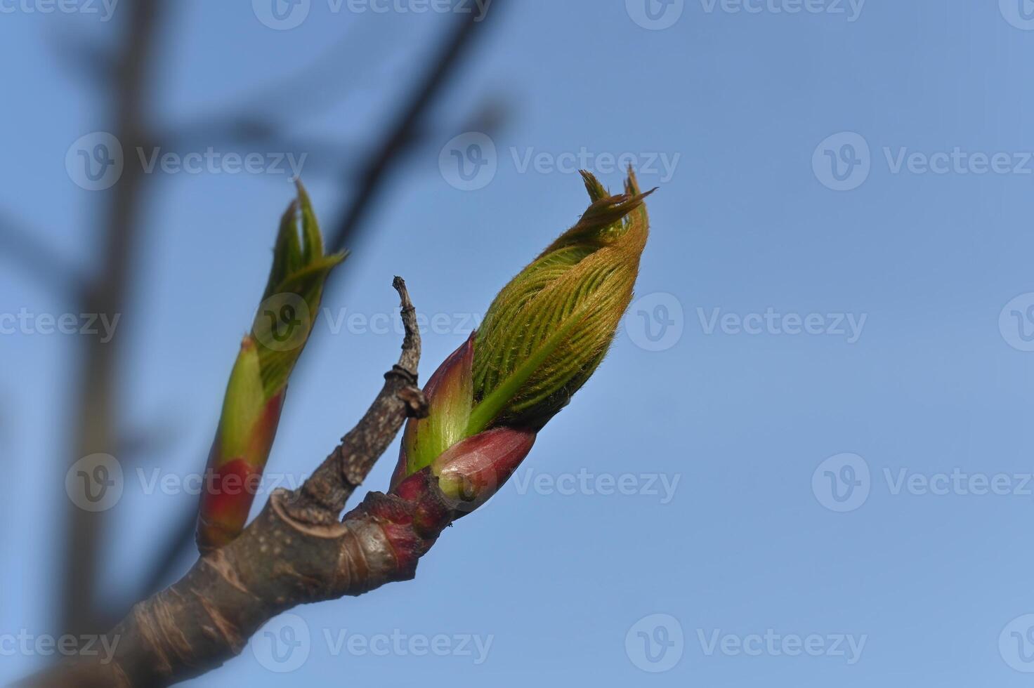 a budding tree branch with green leaves photo
