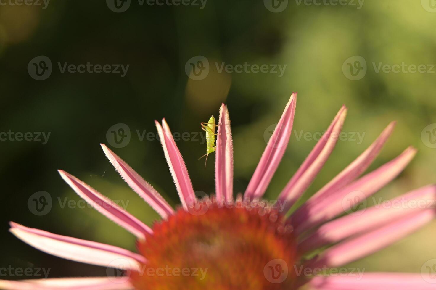 a green bug on a pink flower photo